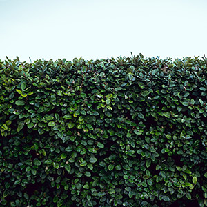 Održavanje živica i grmlja